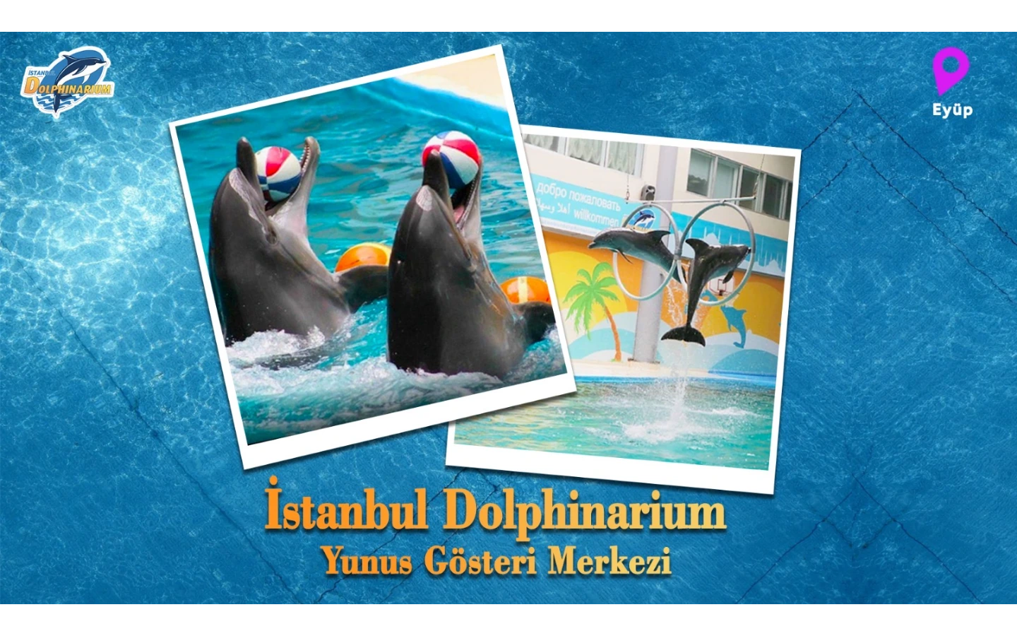 İstanbul Dolphinarium Yunus Gösteri Merkezi