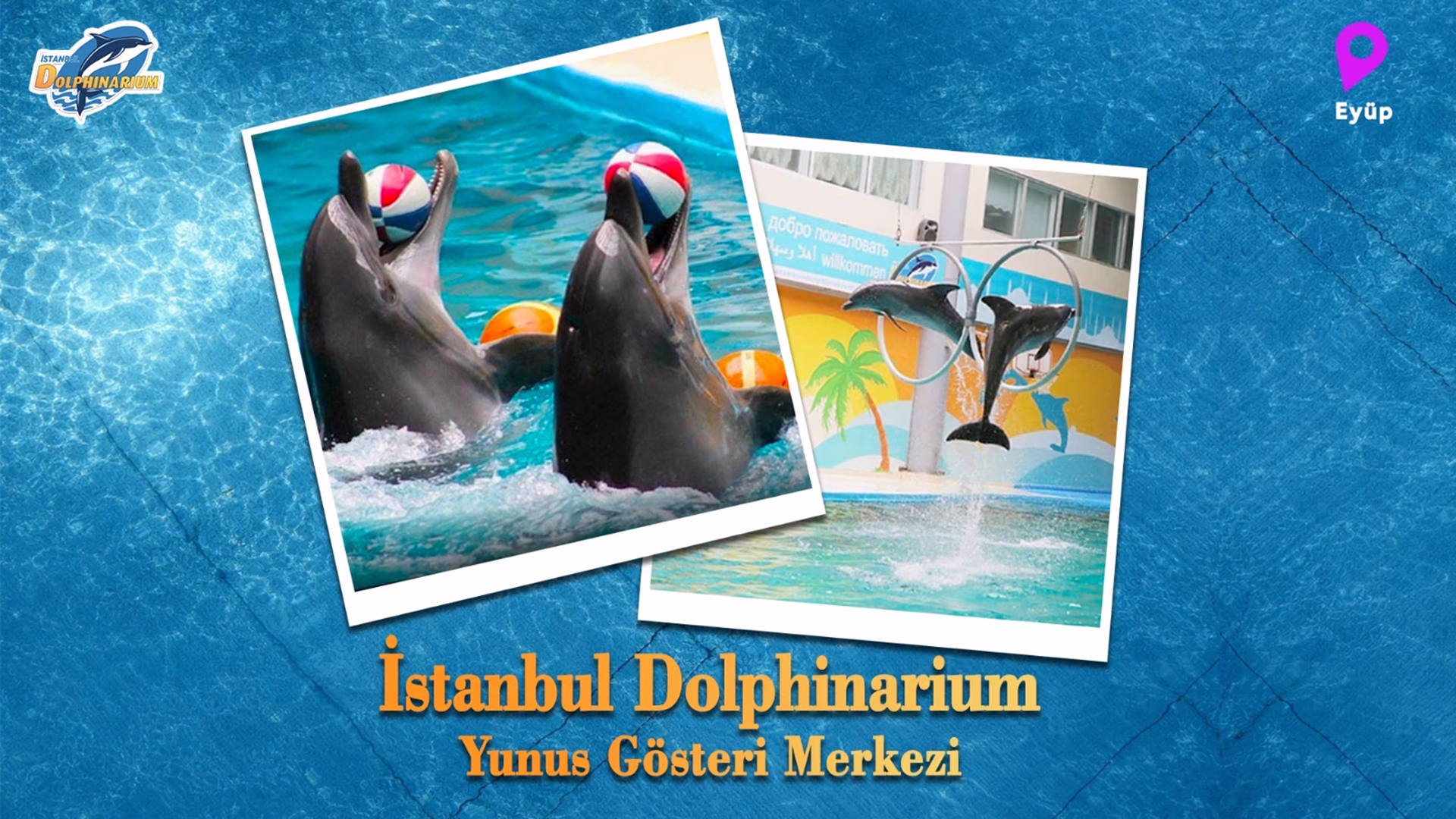 İstanbul Dolphinarium