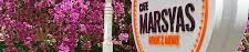 Cafe Marsyas